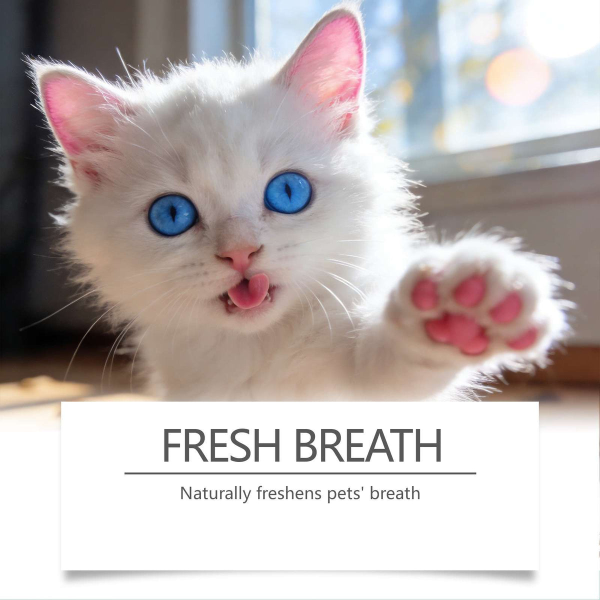 Pet oral spray for cats: white cat with blue eyes and fresh-breath banner overlay