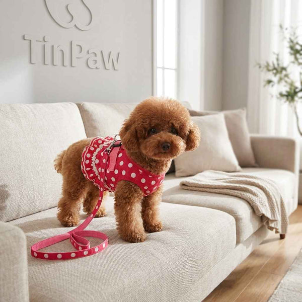 Small Dog Vest Harness Set - Dog Gear - TinPaw