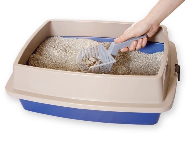 Best Flushable Cat Litter You Need To Consider These 3 Right Now TinPaw