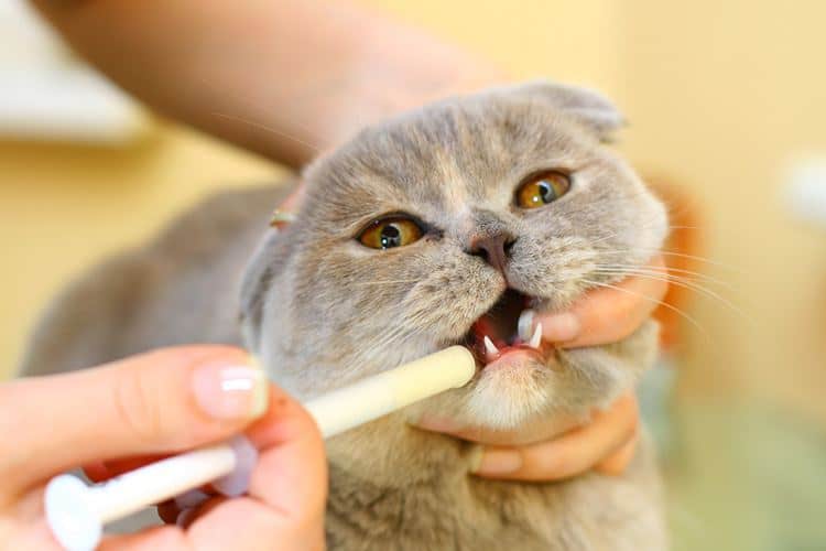 Check Kitty’s Oral Health Check Kitty’s Oral Health