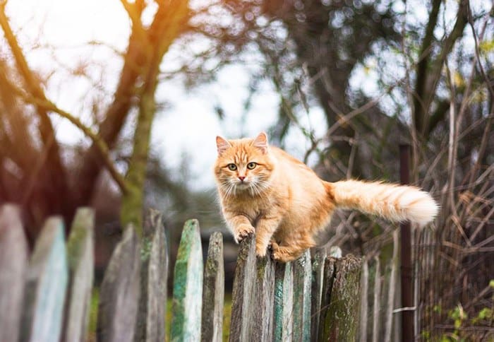 Can Cats Find Their Way Home Tinpaw Can Cats Find Their Way Home Tinpaw