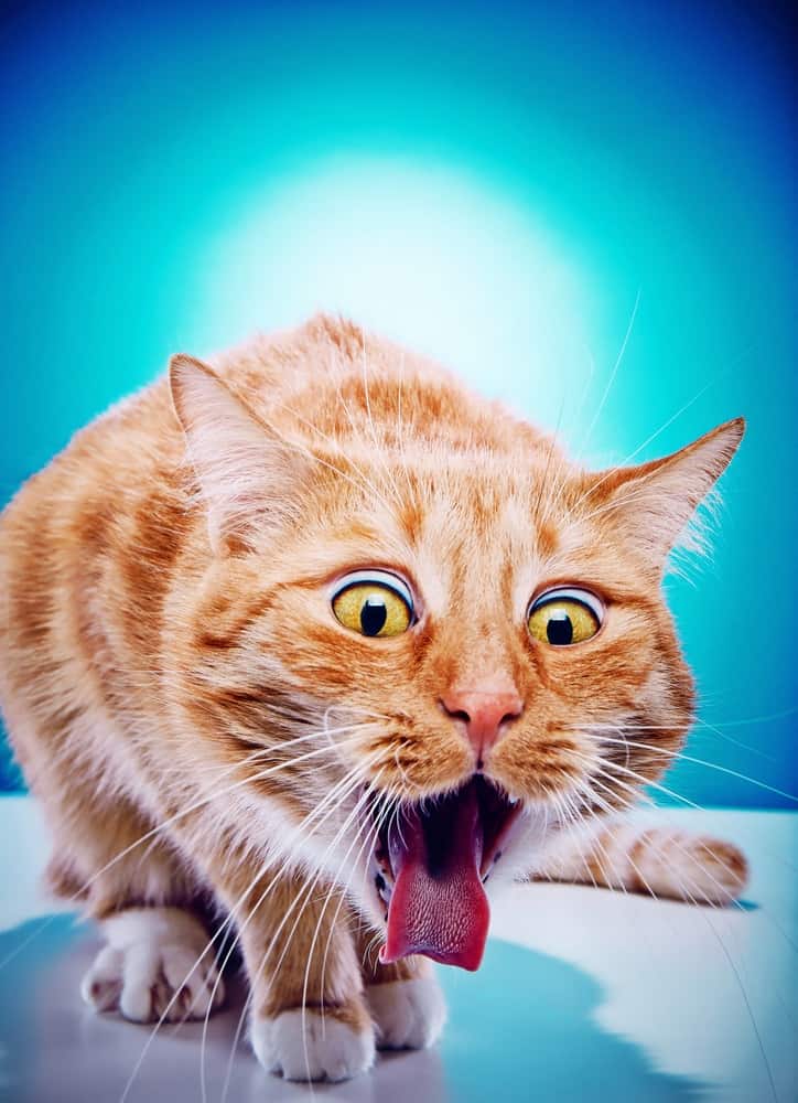 cat-foaming-at-the-mouth-and-vomiting-cat-meme-stock-pictures-and-photos