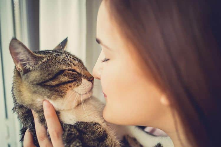 Which Cat Food is the Best Which Cat Food is the Best