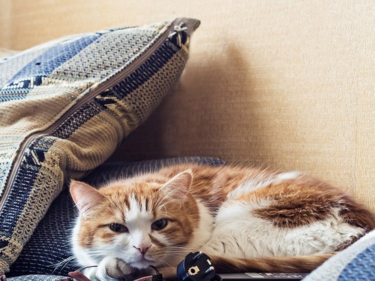 Which Clumping Litter Should You Get Can Cats Find Their Way Home Conclusion
