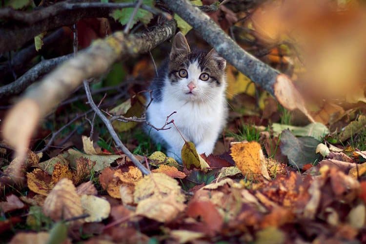 Which Litter is the Best One Cats are Territorial and Sensorial