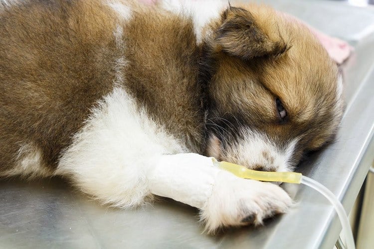 Prevention of Parvovirus