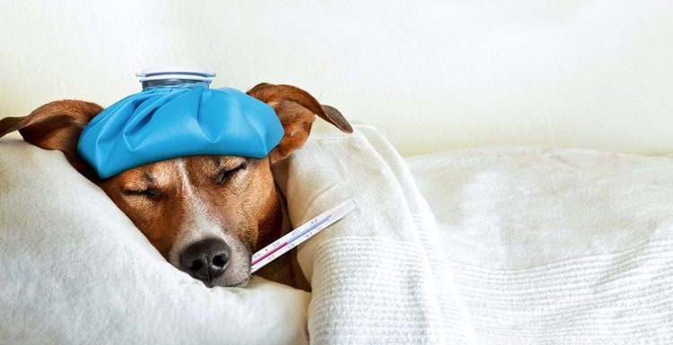 Symptoms of Parvovirus