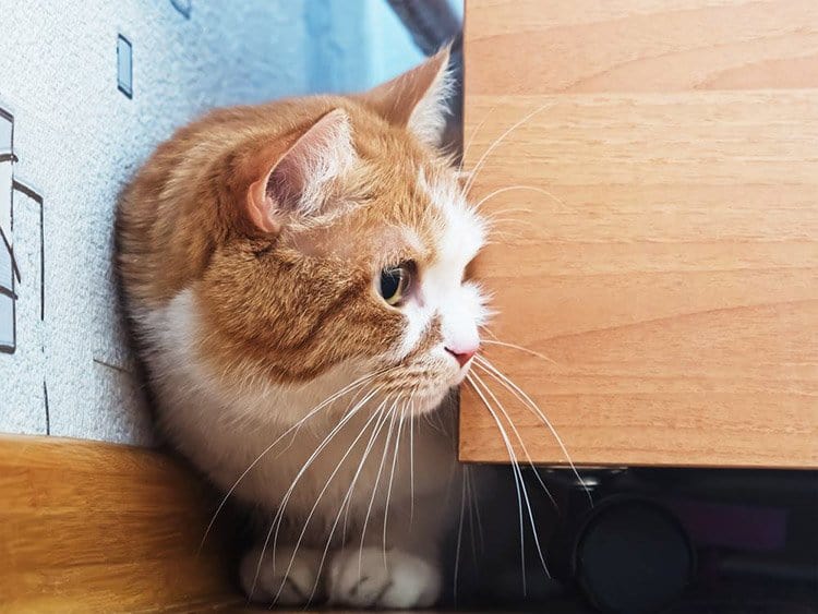 Solid gold cat food Tips For Finding Your Cat