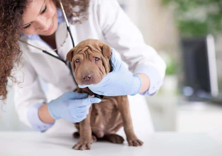 Treatment of Parvovirus