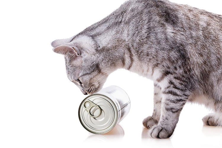 7 Low Carb Cat Food (And Tips On How To Choose The Best Diet) TinPaw