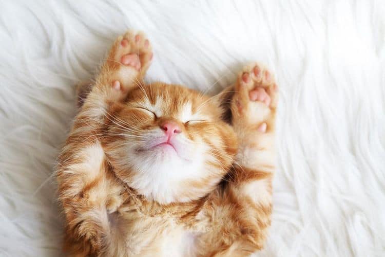 Kittens Start Pooping