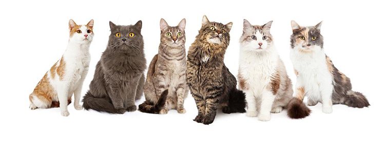 The Truth about a Cat’s Growth