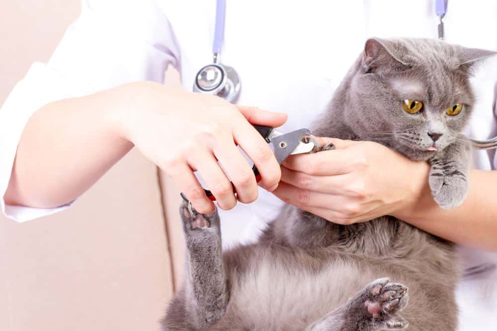 Cutting Cat Nail