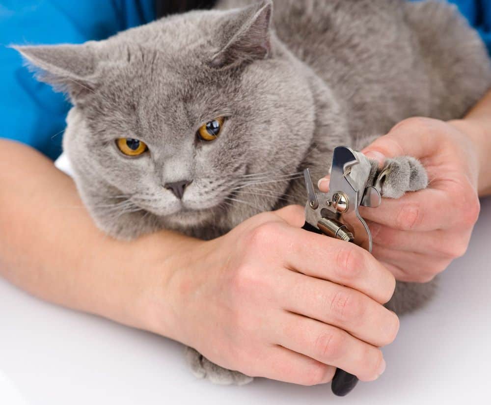 Nail Clipper