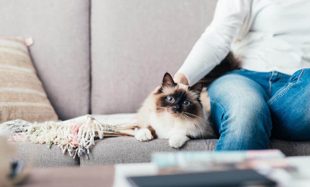 cat vacuum hair