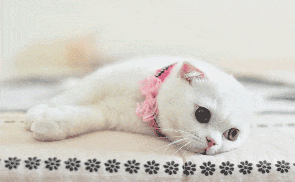 cat poop