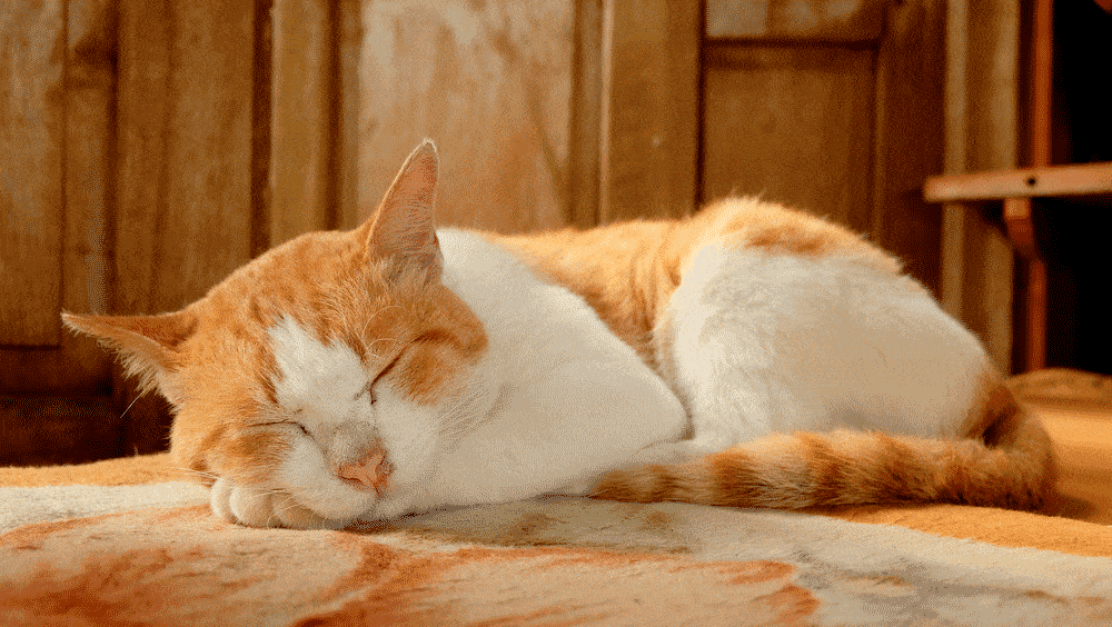 Can-My-Cat-Tell-When-I’m-Sick