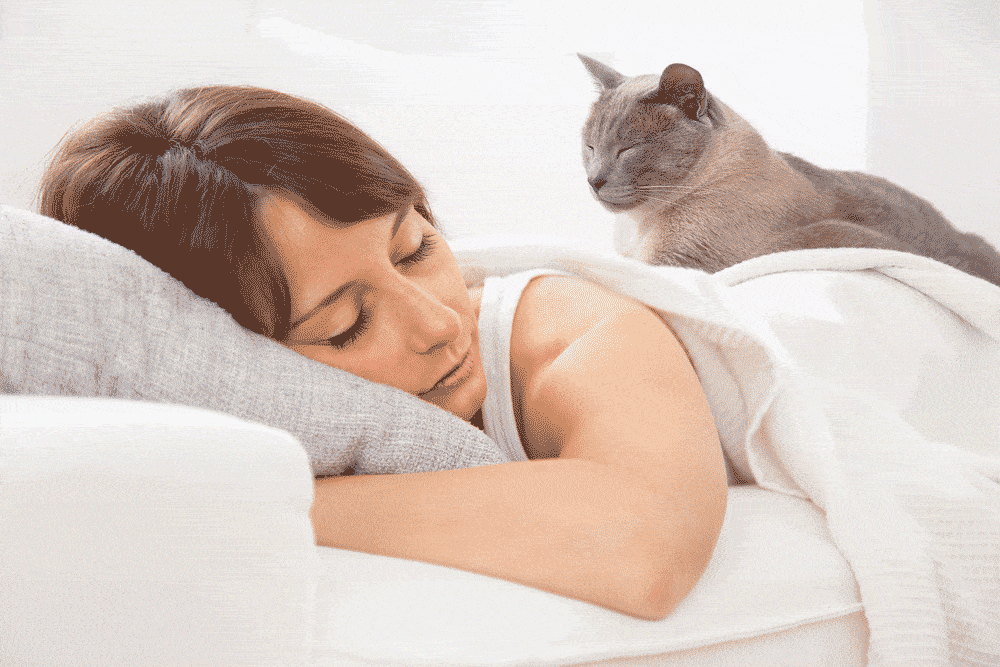 cat-sleep-together