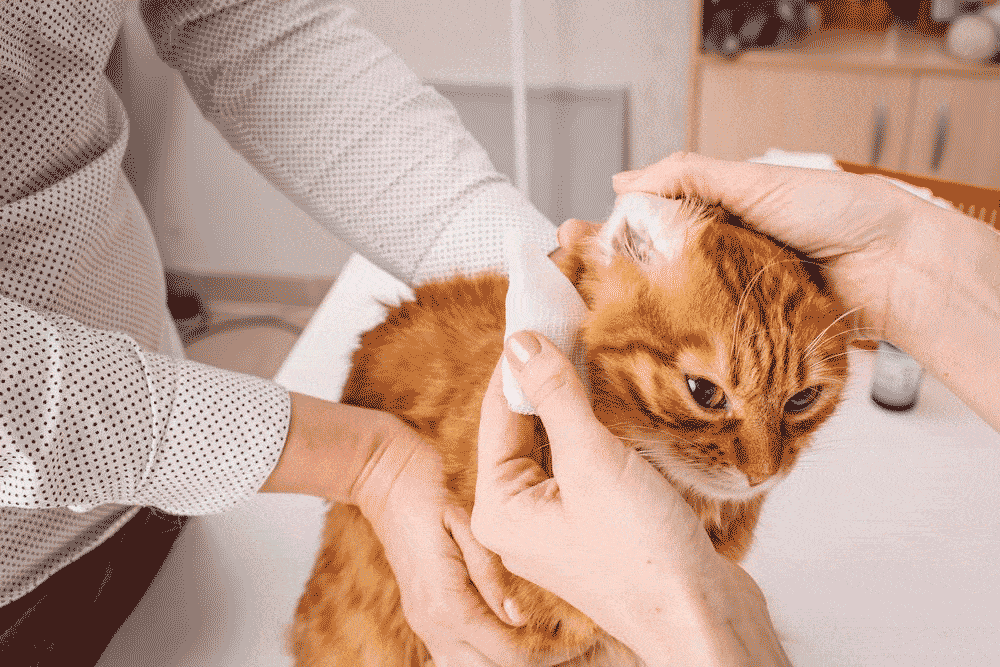 clean-ears