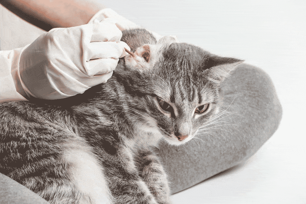 how-clean-cat-ears