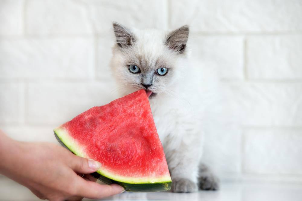 Cats Eat Watermelon