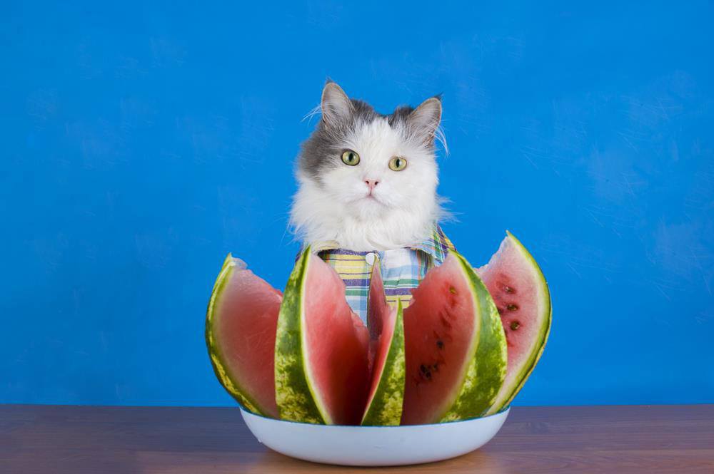 can cats eat watermelon