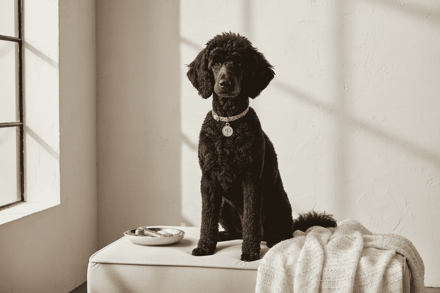 Premium Dog Hero Banner