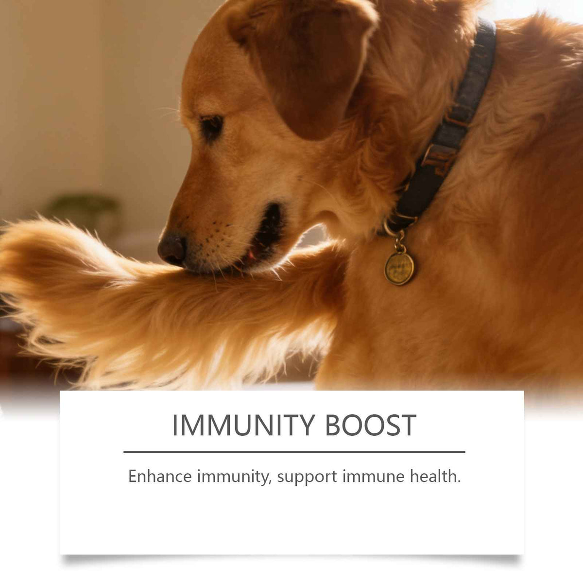 Dog Multivitamin Probiotic Tablets - Dog Health - TinPaw