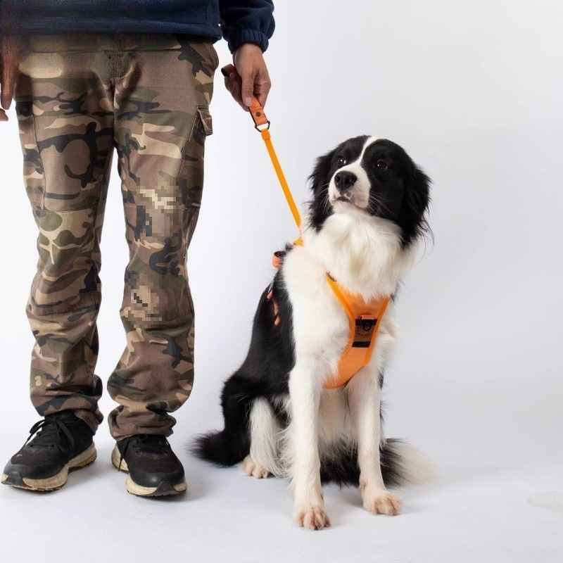 Dog Harness Leash Set - Dog Gear - TinPaw