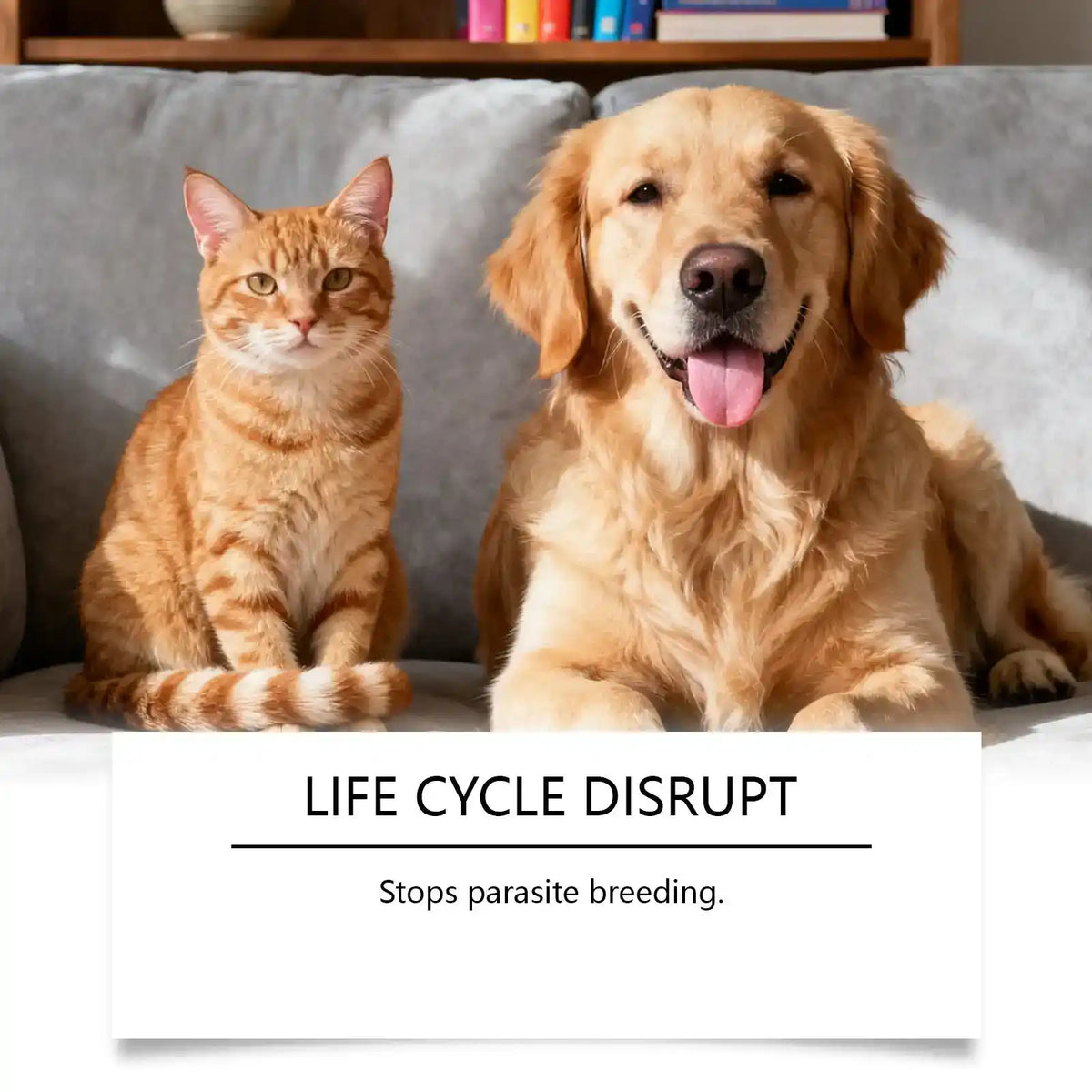 Cat Skin & Coat Care Drops - Dog Health - TinPaw