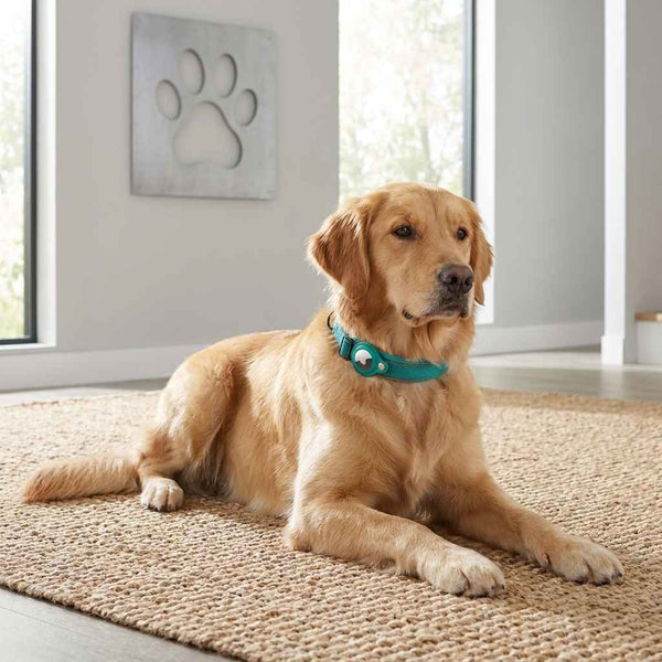 Dog Collar Leash GPS Slot - Dog Gear - TinPaw