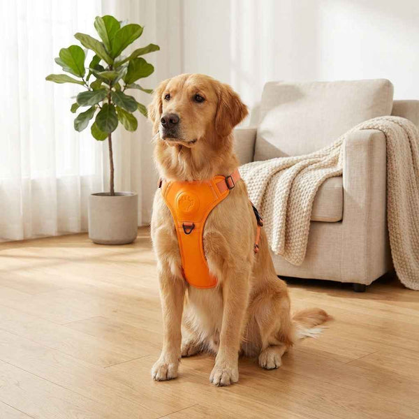 No - Pull Dog Harness Retractable - Dog Gear - TinPaw