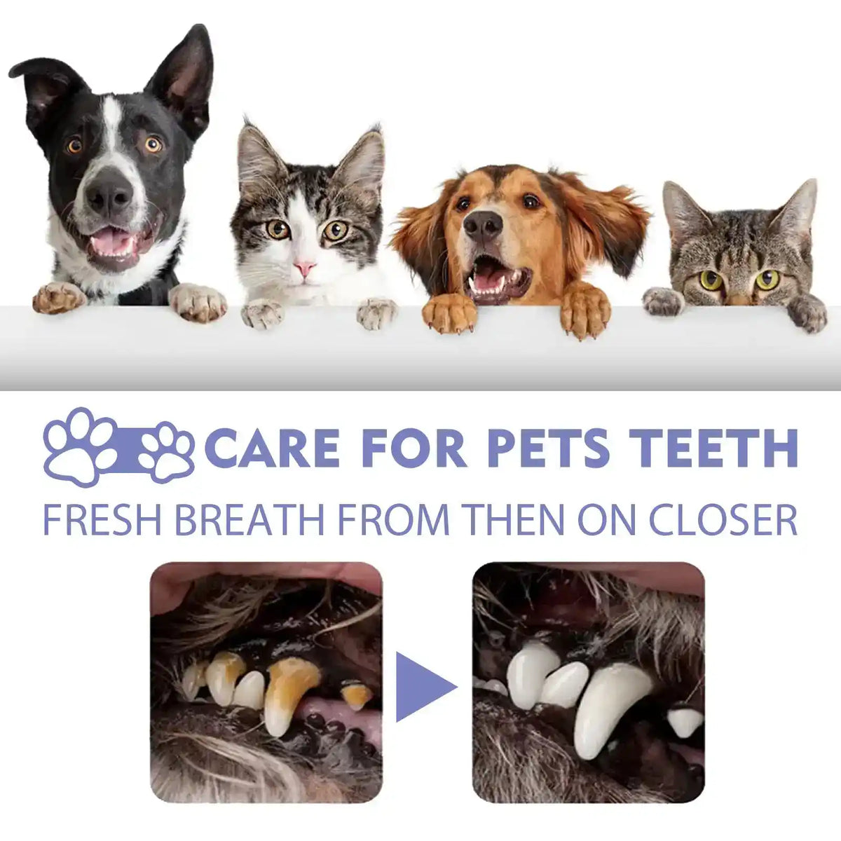 Pet Dental Fresh Breath Spray - Dog Health - TinPaw