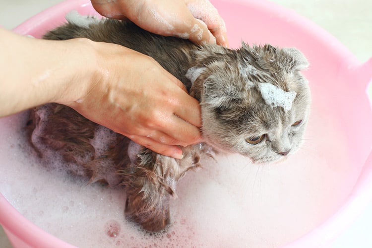 When Should You Give Your Cat a Bath?