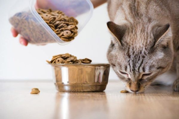 best dry cat food for urinary health 0