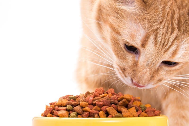 best dry cat food for urinary health 1