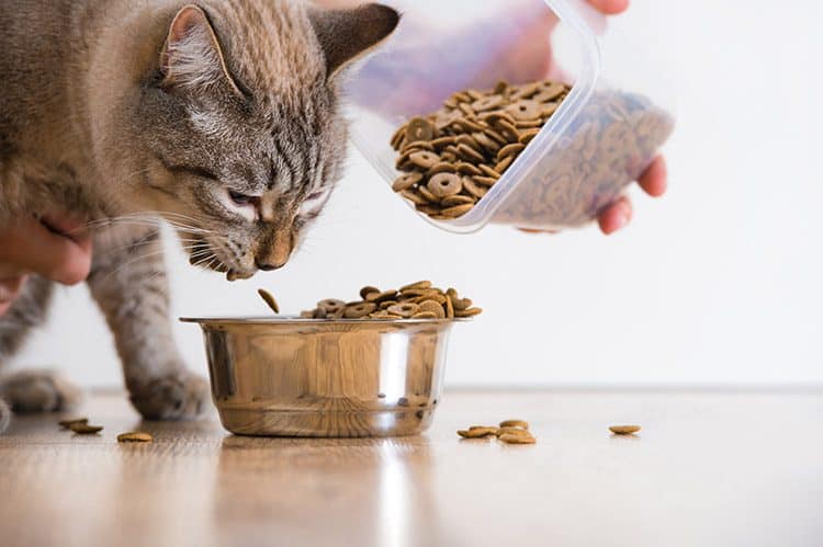 greater diet of your pregnant cat