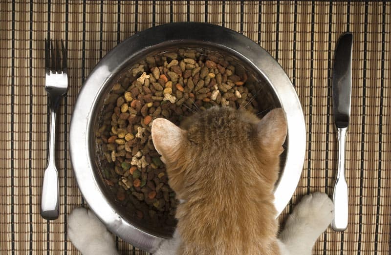 Best Automatic Cat Feeder Reviews 1
