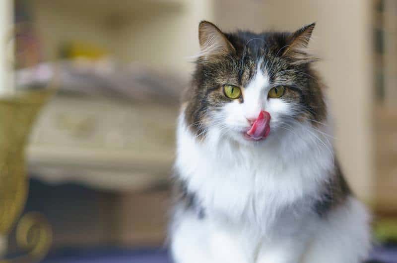 Best Automatic Cat Feeder Reviews 2
