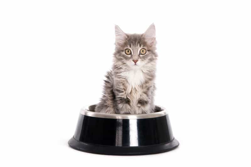Best Automatic Cat Feeder Reviews 3
