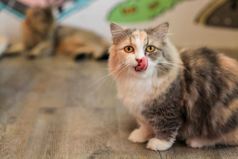 Best Automatic Cat Feeder Reviews 5