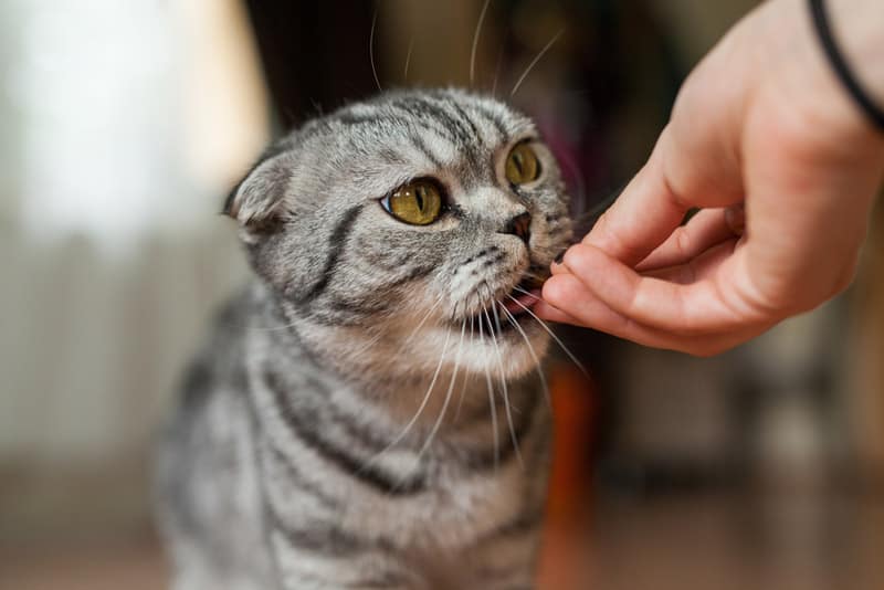 Best Automatic Cat Feeder Reviews 6