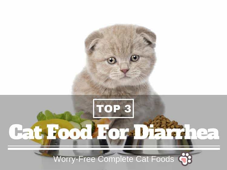 best cat food for diarrhea