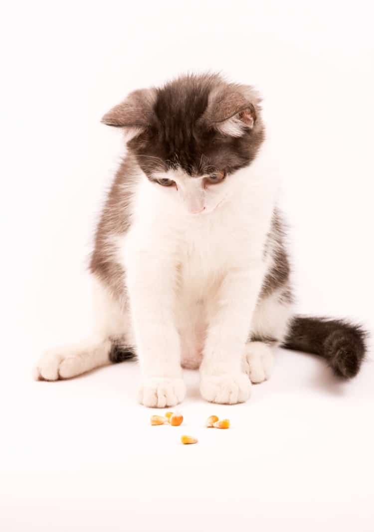 Can eating corn occasionally harm kitty