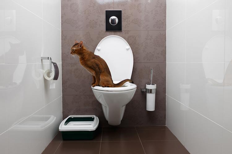 Designate a place for your cat in the house