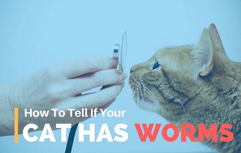 How-to-Tell-if-Your-Cat-Has-Worms-20