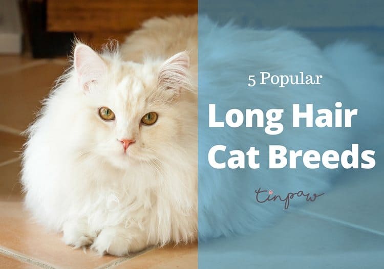 Long Hair Cat Breeds: These 5 Popular Breeds Are In The Spotlight - TinPaw