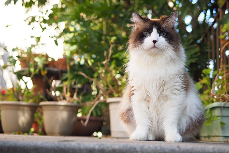Ragdoll The Sweet and Docile Cat Breed