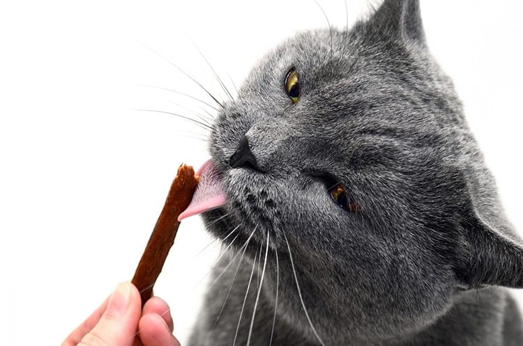 Reward cats for doing the right thing