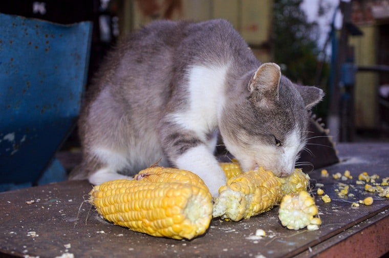Your Kitty Face Problems When She Eats Corn